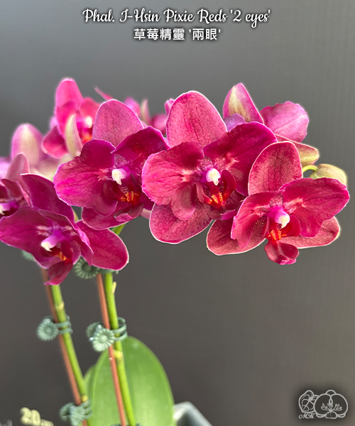 美琪園藝Miki Orchid - 品種詳細頁